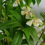 Artificial Foliage Hainan Elaeocarpus Stem 90cm-2