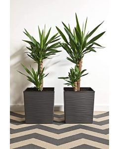 Low Square Textured Flowerpot with internal plant liner(Grey, 19 x 19 x 19.5cm)